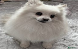 Pomeranian dogs for adoption: Sarah’s Story: From Misery to Hope - Image 2