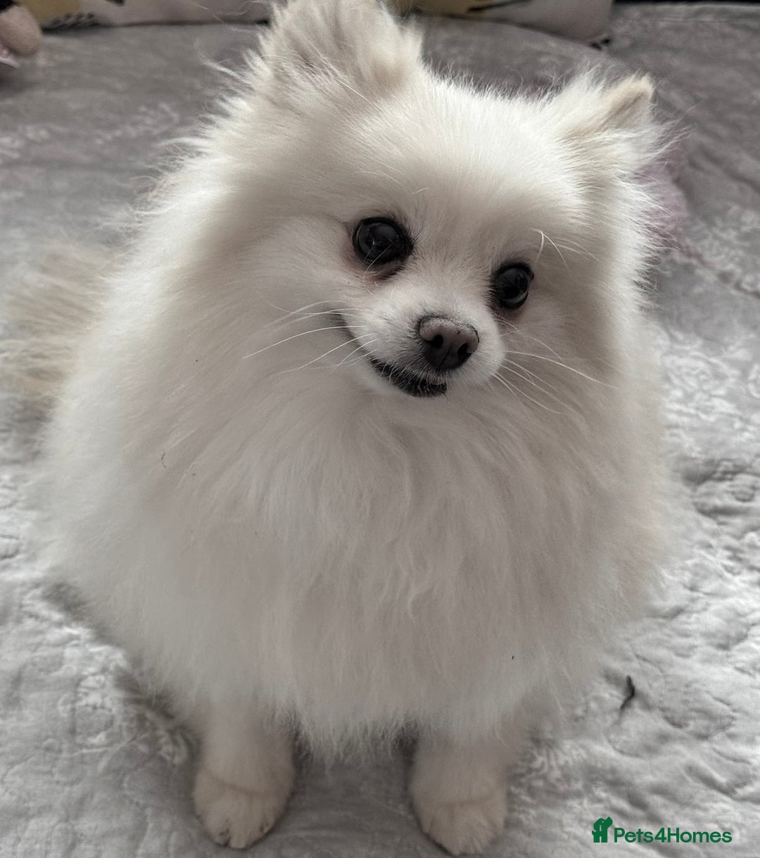 Pomeranian dogs for adoption: Sarah’s Story: From Misery to Hope - Image 2