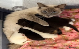 Ragdoll cats for sale: Rag doll and Maine coon cross - Image 15