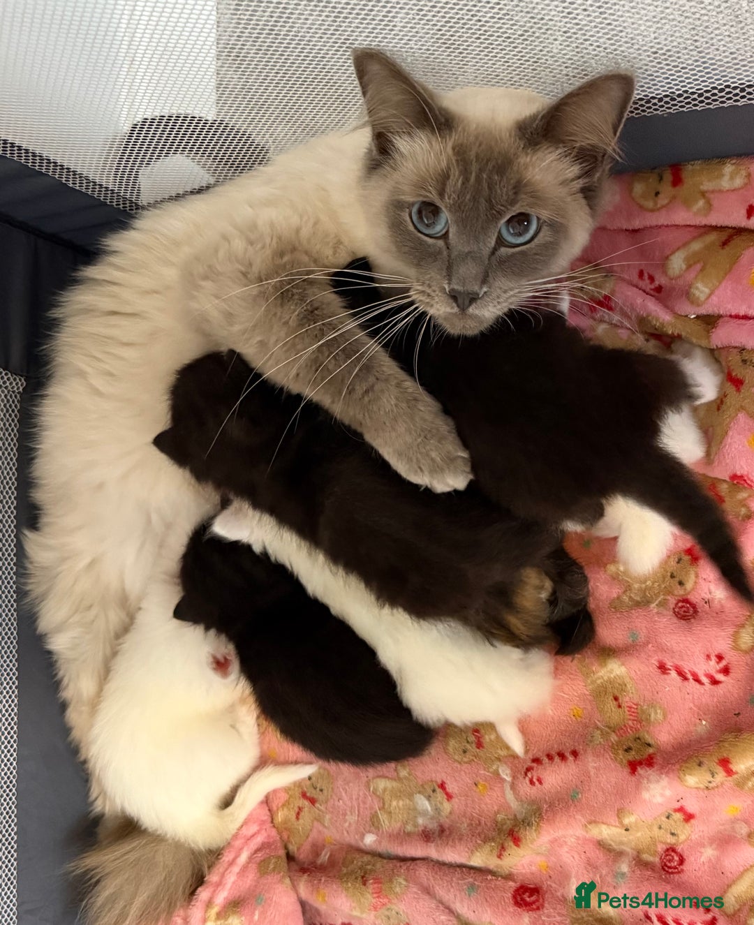Ragdoll cats for sale: Rag doll and Maine coon cross - Image 15