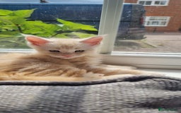 Maine Coon cats for sale: 2 Stunning Cream Pedigree Mainecoons Available  - Image 21