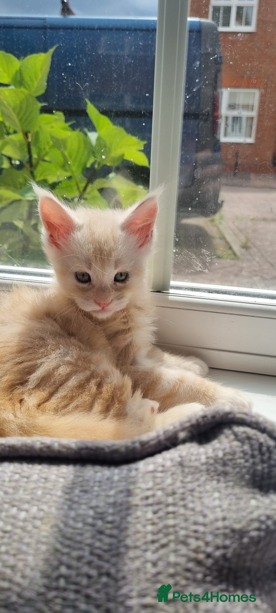 Maine Coon cats for sale: 2 Stunning Cream Pedigree Mainecoons Available  - Image 21