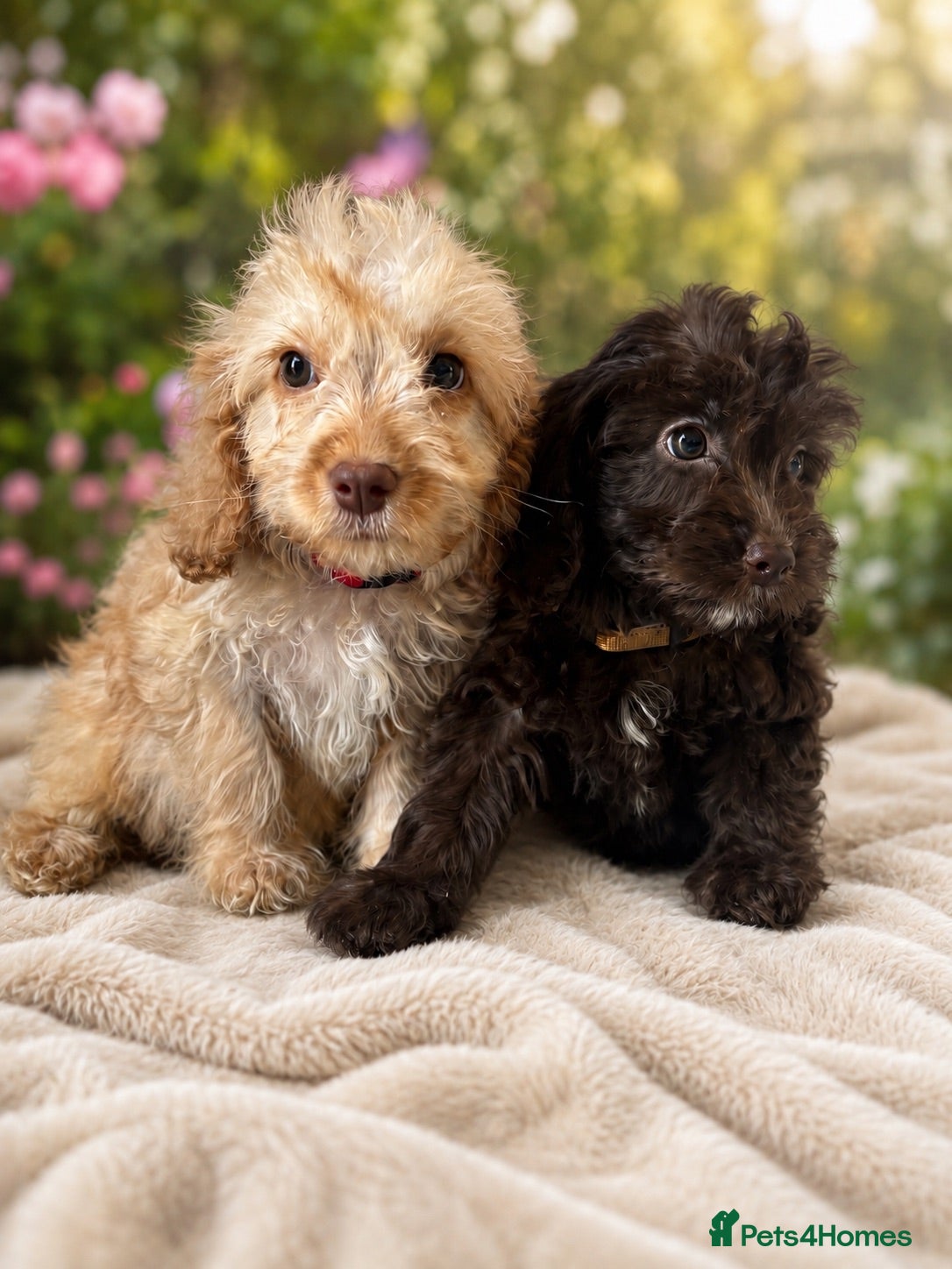 Cockapoo dogs ⚜️STUNNING F1 COCKAPOOS ⚜️last two remaining  - Advert 8