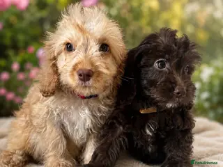 Cockapoo dogs ⚜️STUNNING F1 COCKAPOOS ⚜️last two remaining - Advert 8