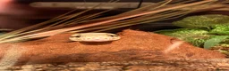 Python Snake reptiles for sale: ball python + full setup  - Advert 5