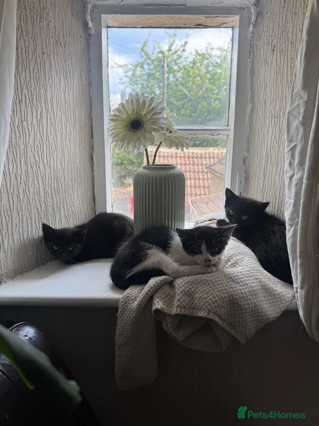 Mixed Breed cats for sale: Rescue Kittens in Cusworth Doncaster in Doncaster - Advert 1