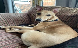 Lurcher dogs for sale: Free to a good home  - Image 2