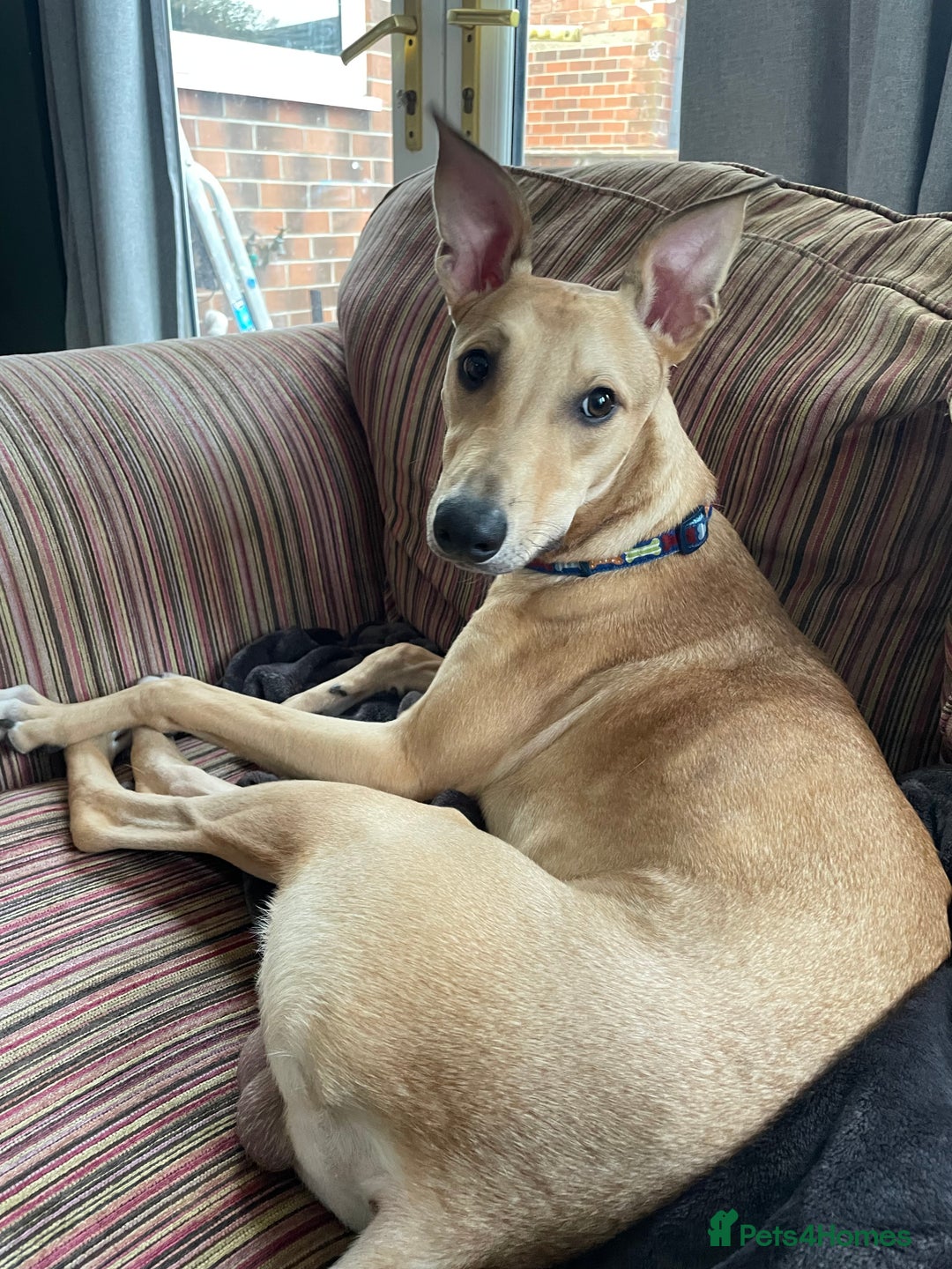 Lurcher dogs for sale: Free to a good home  - Image 2