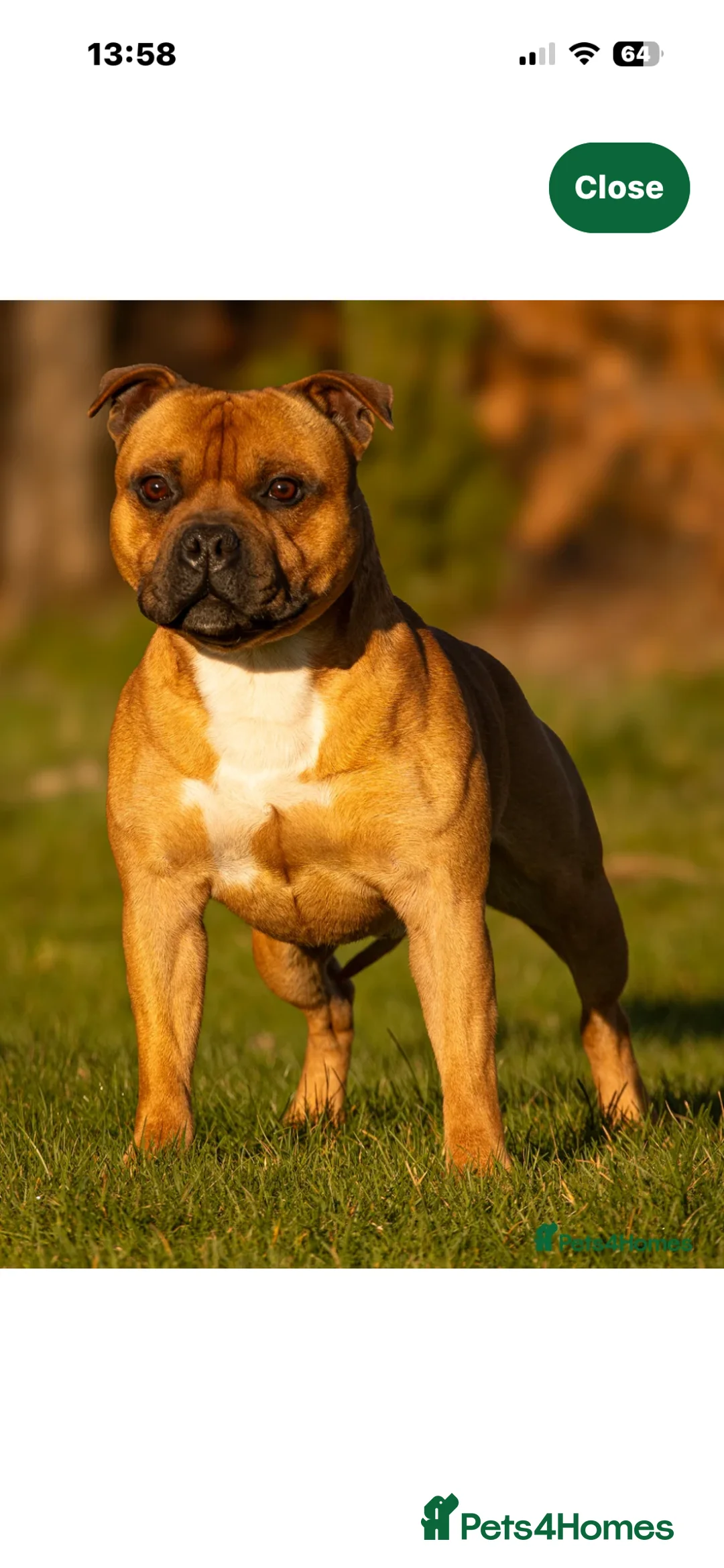 Staffordshire Bull Terrier dogs for sale: Stunning red dog puppies  - Advert 16