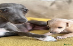 Italian Greyhound dogs for sale: Tiny cream and white Italian Greyhound boys - Image 6