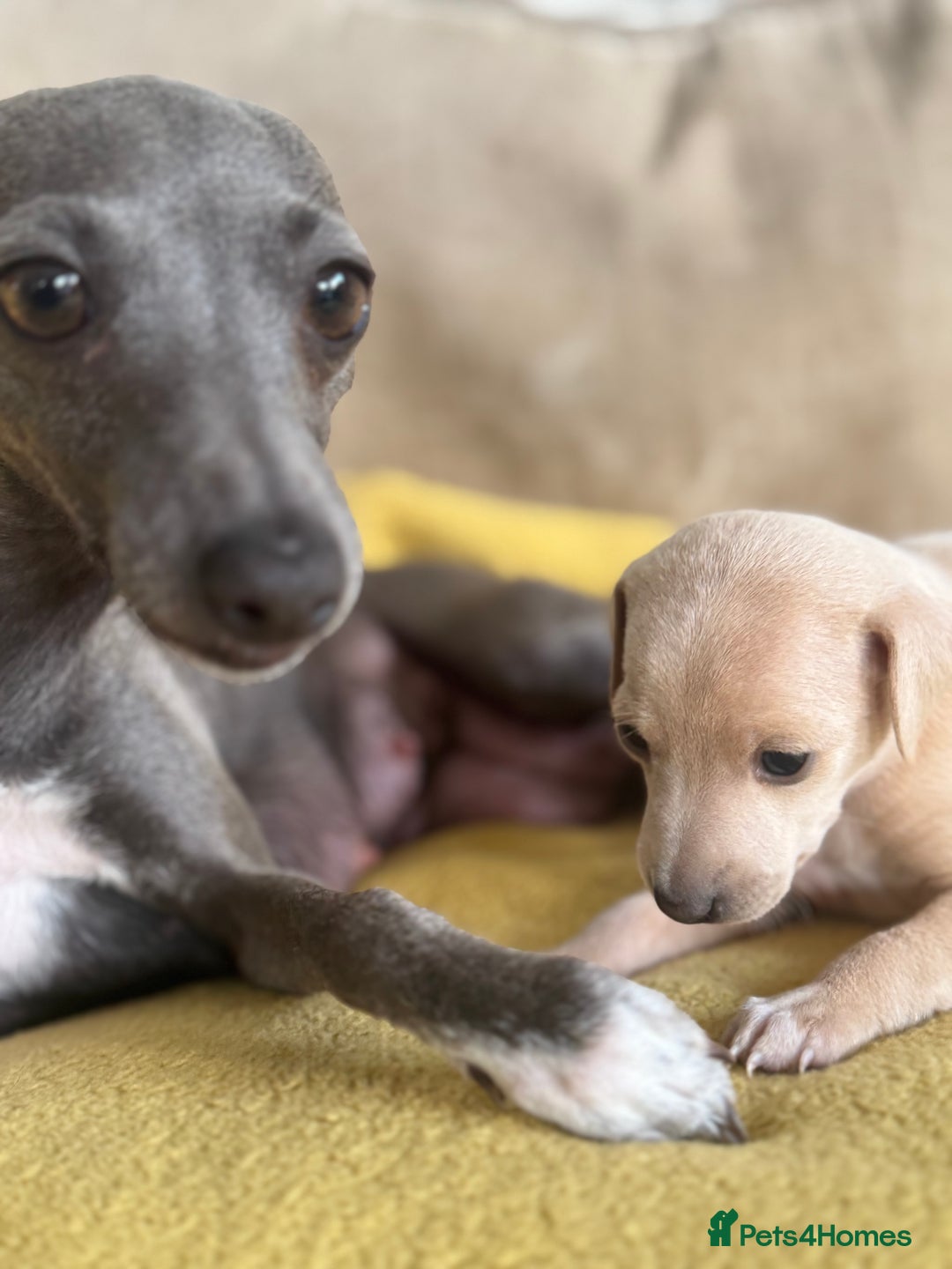 Italian Greyhound dogs for sale: Tiny cream and white Italian Greyhound boys - Image 6