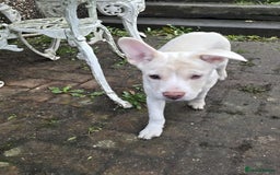 Mixed Breed dogs for sale: Frenchie x Labrador Puppies 17 weeks ready to go - Image 2