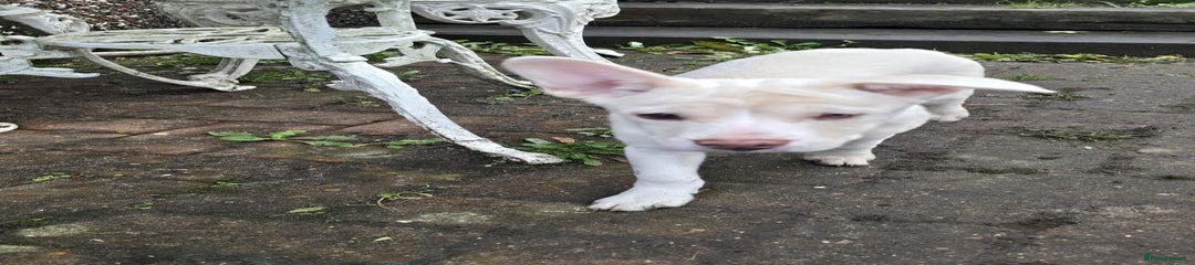 Mixed Breed Puppy 1 - Rosie