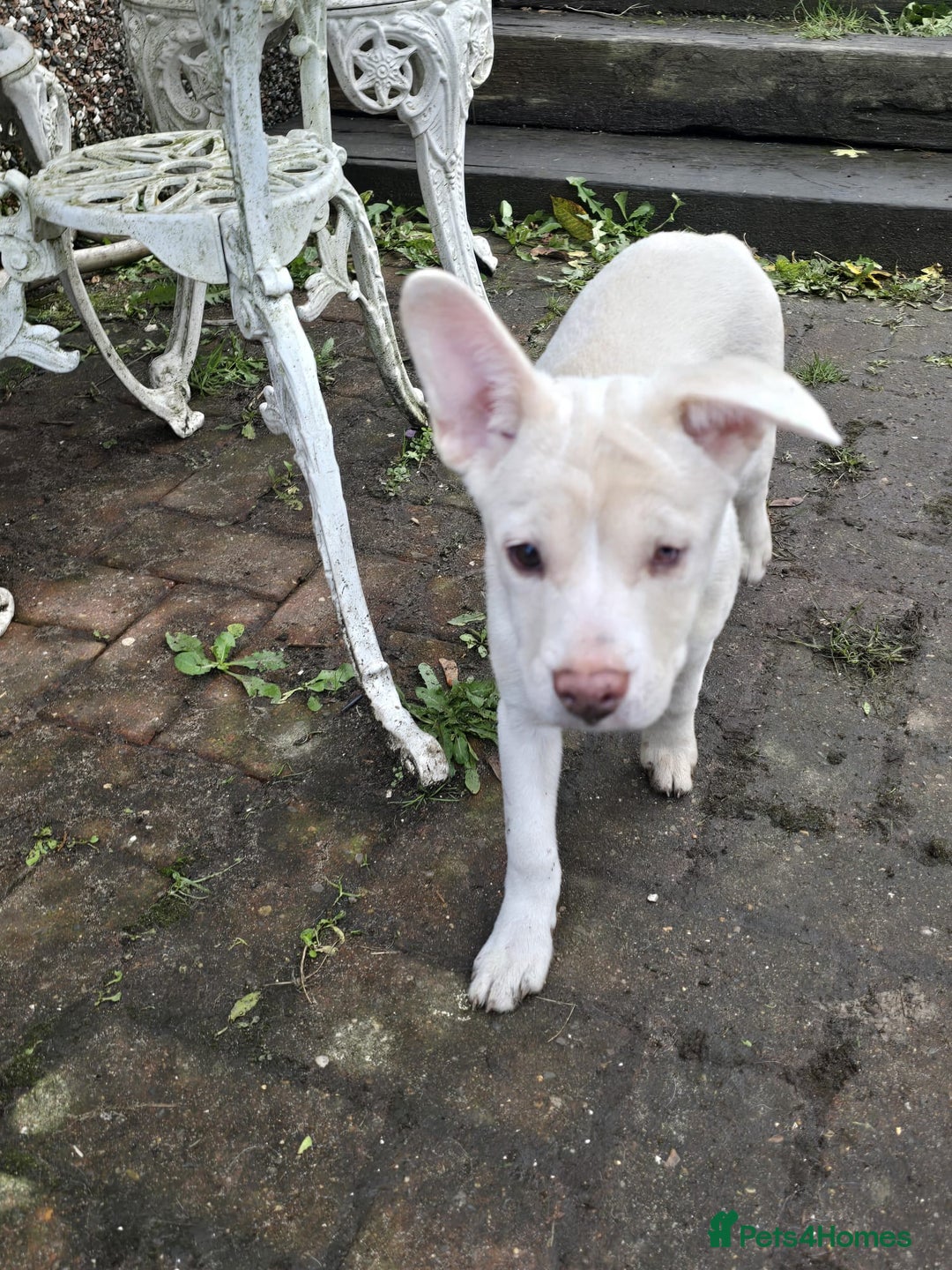 Mixed Breed dogs for sale: Frenchie x Labrador Puppies 17 weeks ready to go - Image 2