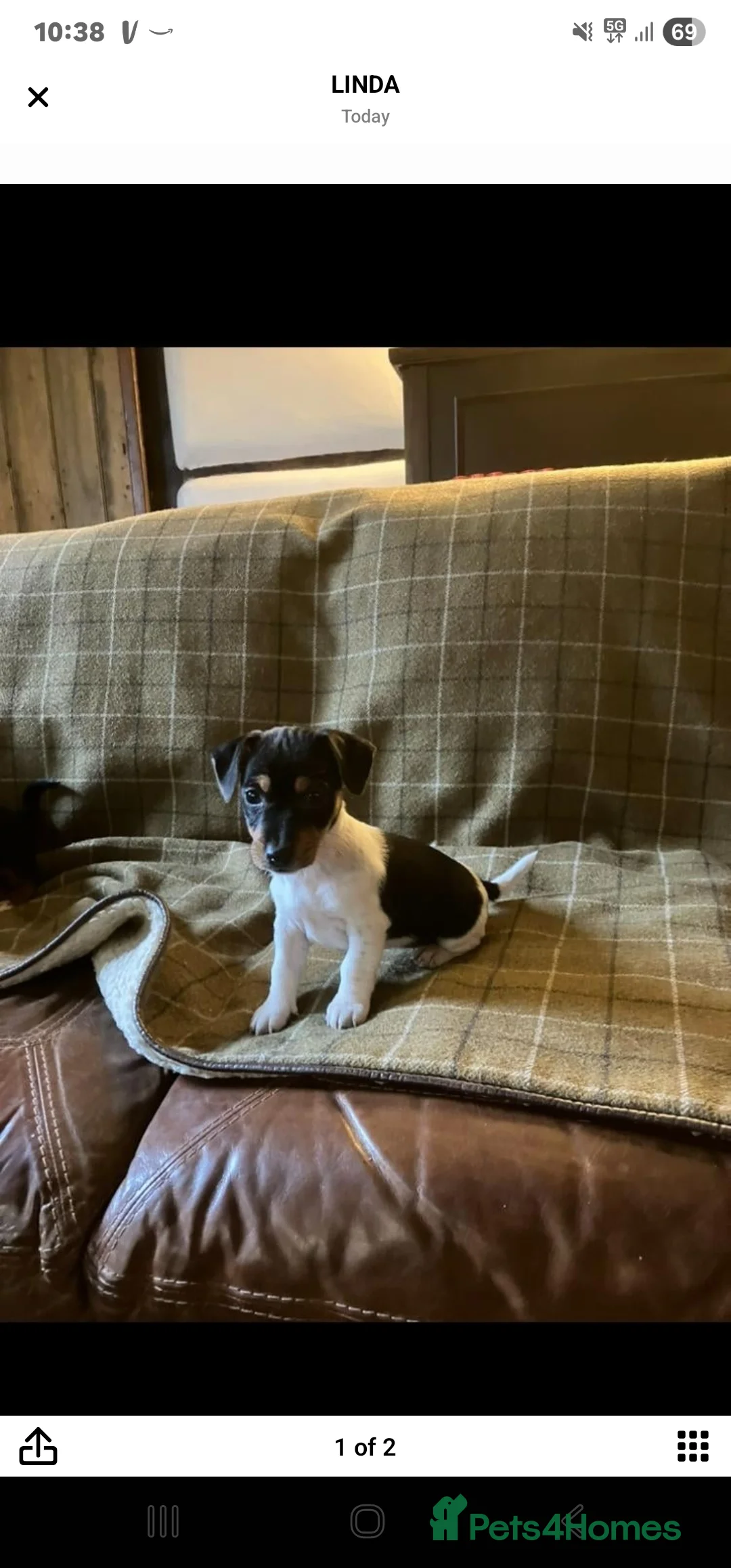 Jack Russell dogs for sale: Beautiful small tricolour Jack Russell - Advert 1