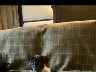 Jack Russell dogs Beautiful small tricolour Jack Russell - Advert 2