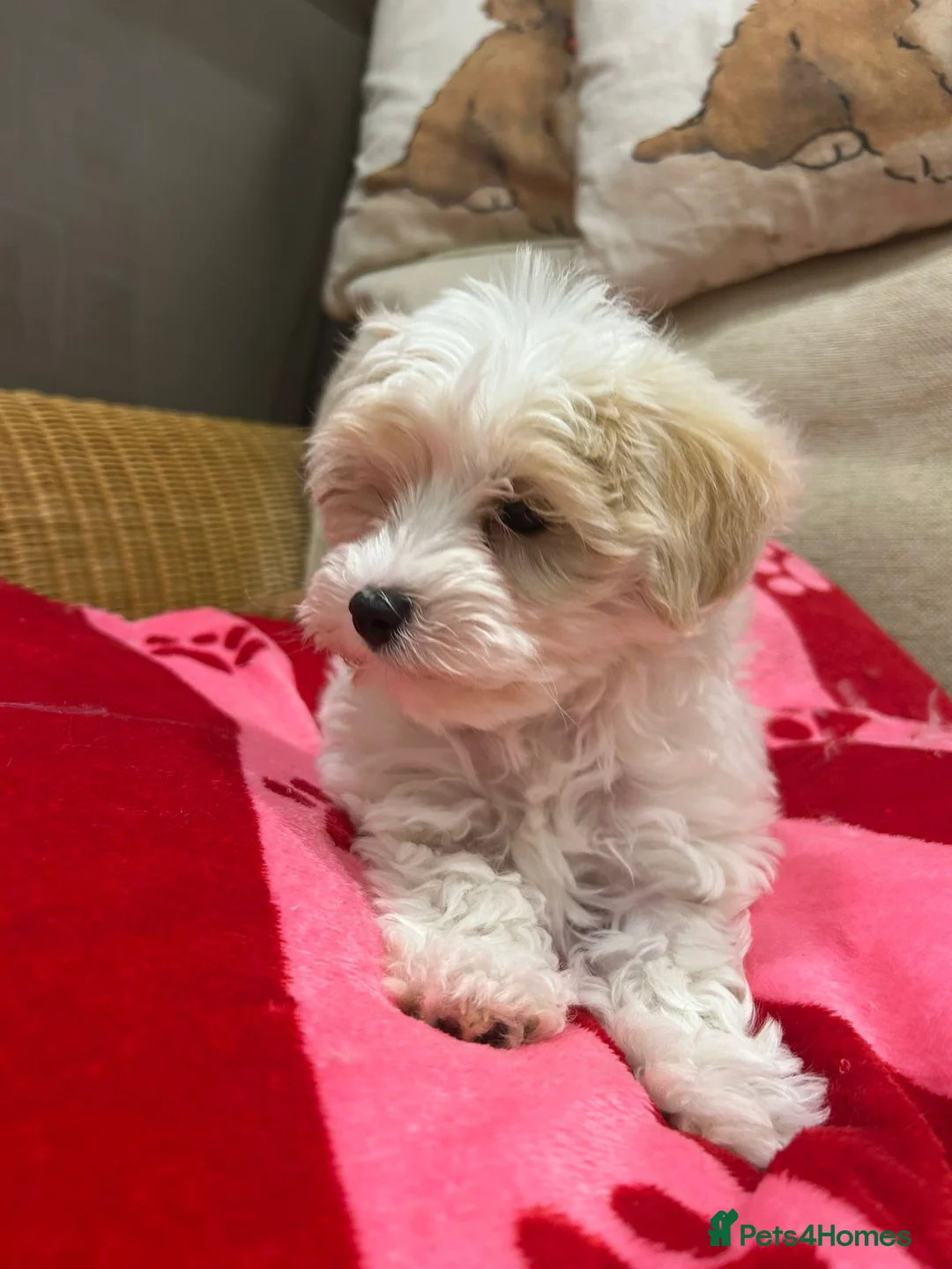 Maltipoo dogs for sale: Health tested parents  - Advert 3