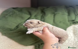 Shih Tzu dogs for sale: Imperial Lilac Dobie KC Reg - Image 7