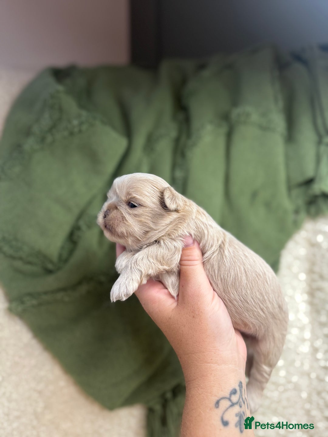 Shih Tzu dogs for sale: Imperial Lilac Dobie KC Reg - Image 7