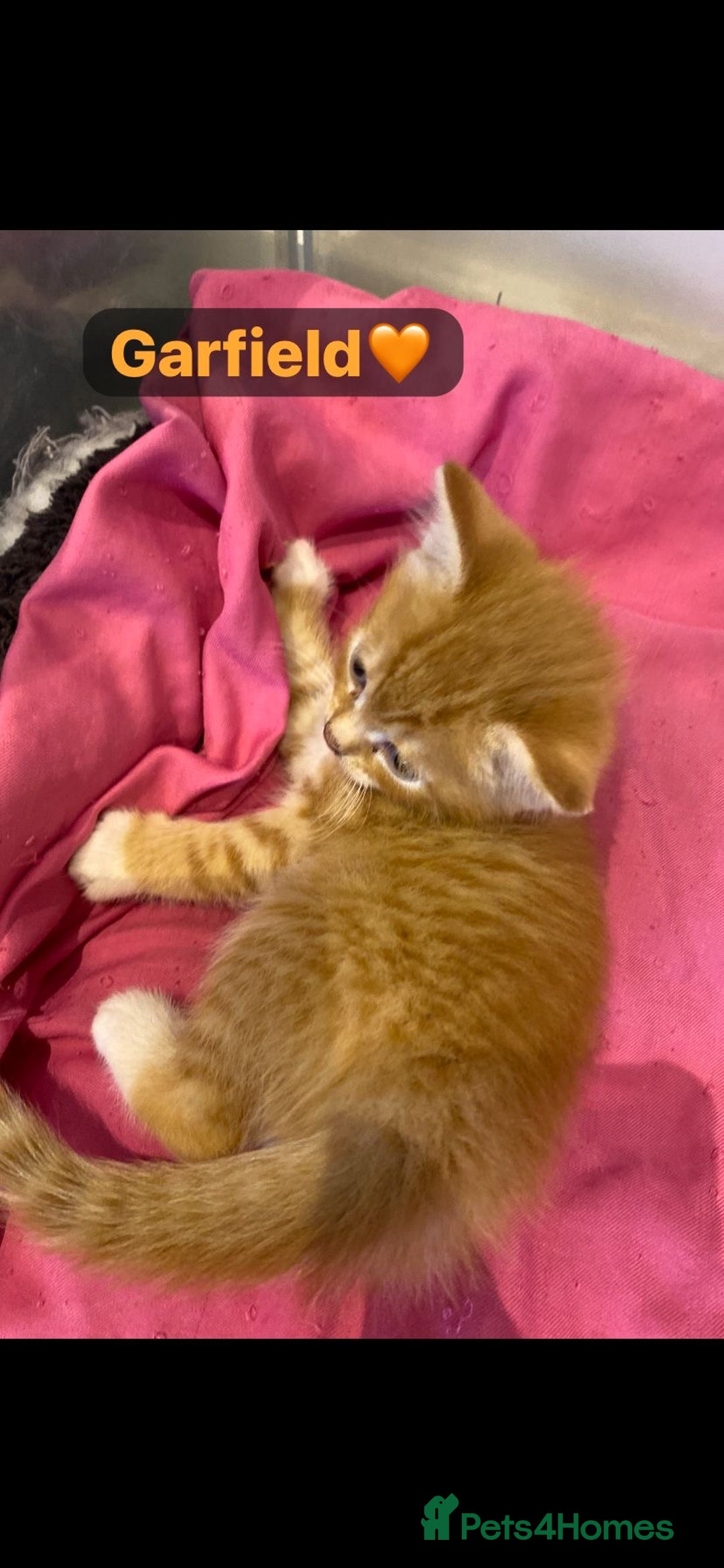 Mixed Breed cats for sale: 7 Beautiful Kittens 🩷💙 - Image 3