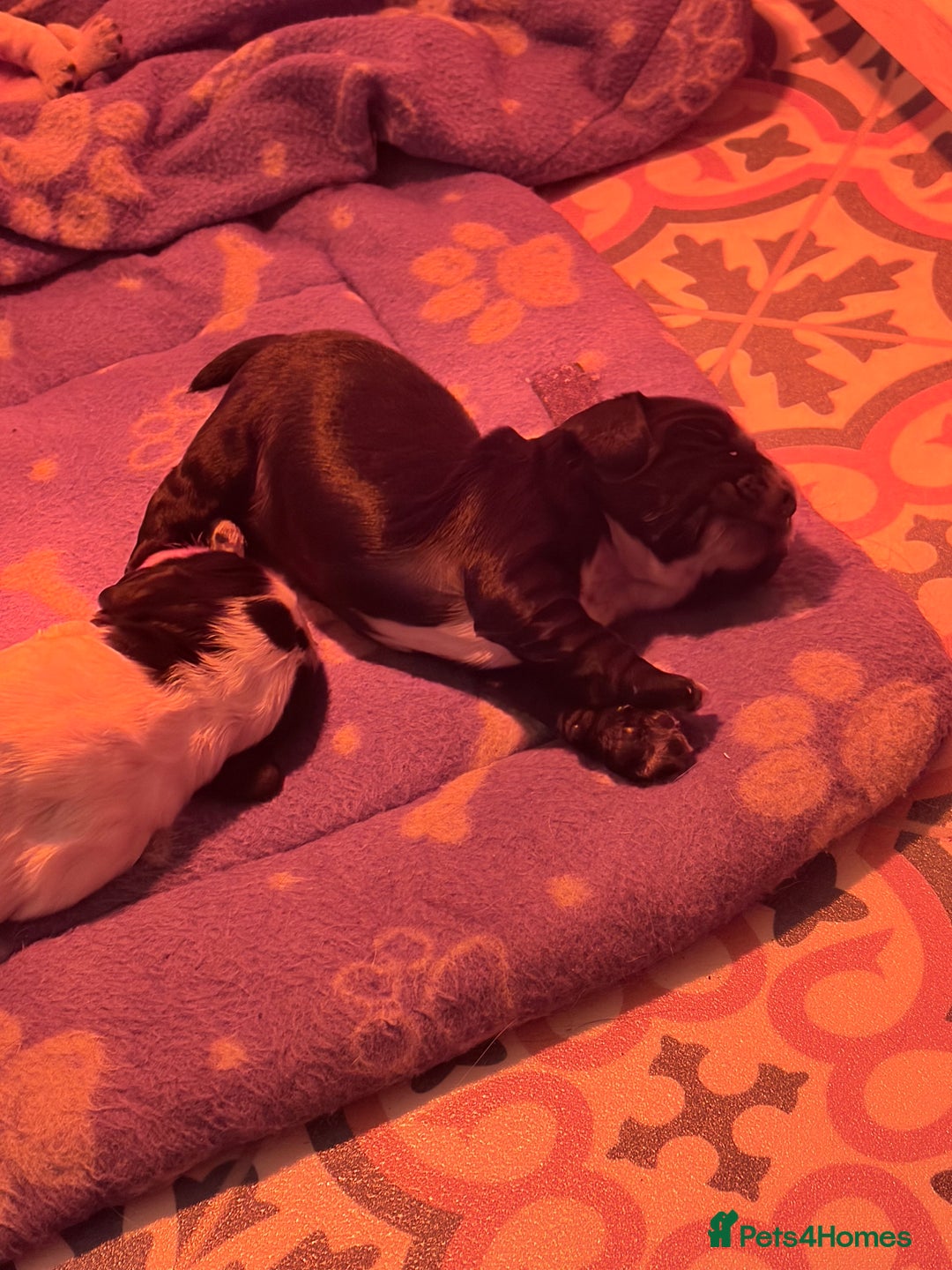 Sprocker dogs for sale:  Sprocker Spaniel puppies for sale - Advert 4