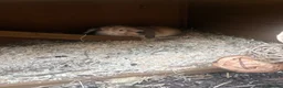 Mini Lop rabbits for sale: 2 doe mini lop rabbits  in Stoke-on-Trent - Advert 2