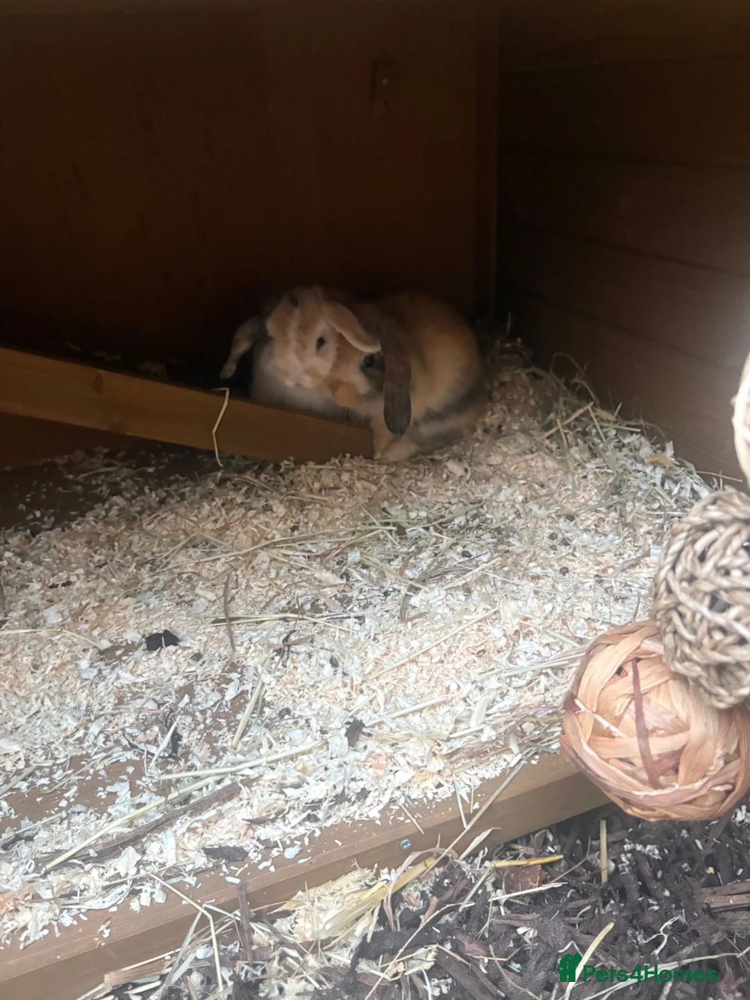 Mini Lop rabbits for sale: 2 doe mini lop rabbits  in Stoke-on-Trent - Advert 2