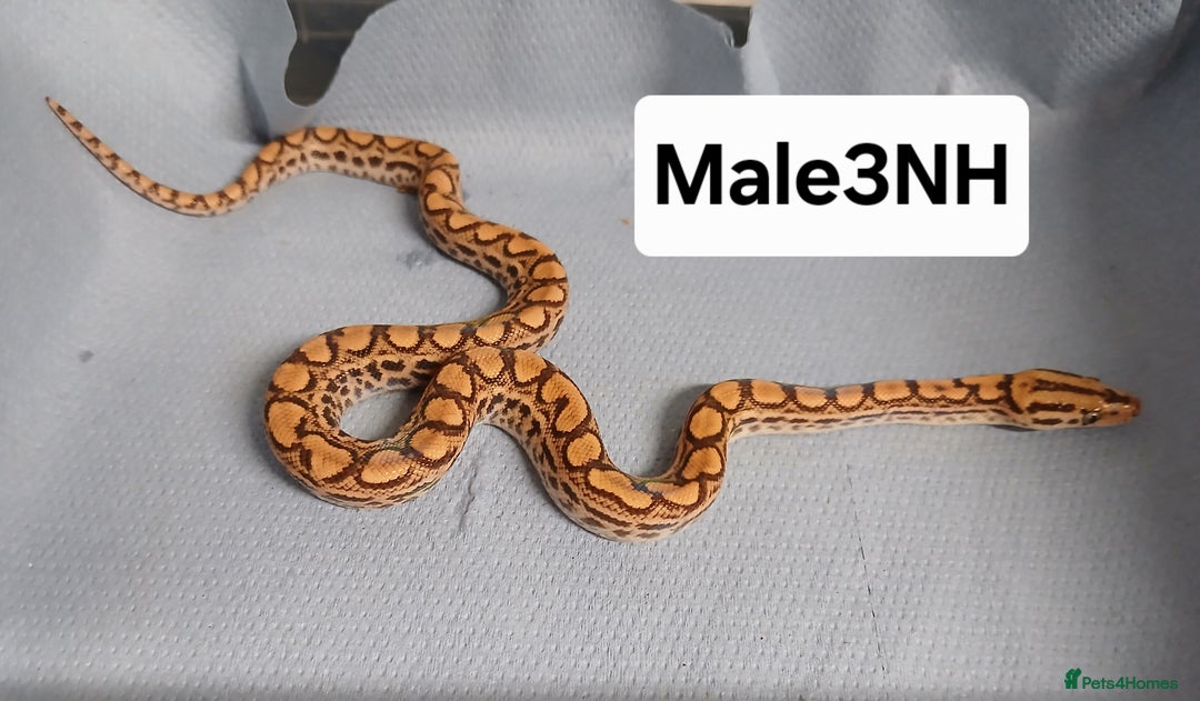 Boa Snake reptiles for sale: Brazilian Rainbow Boa's T-Albino - Advert 10