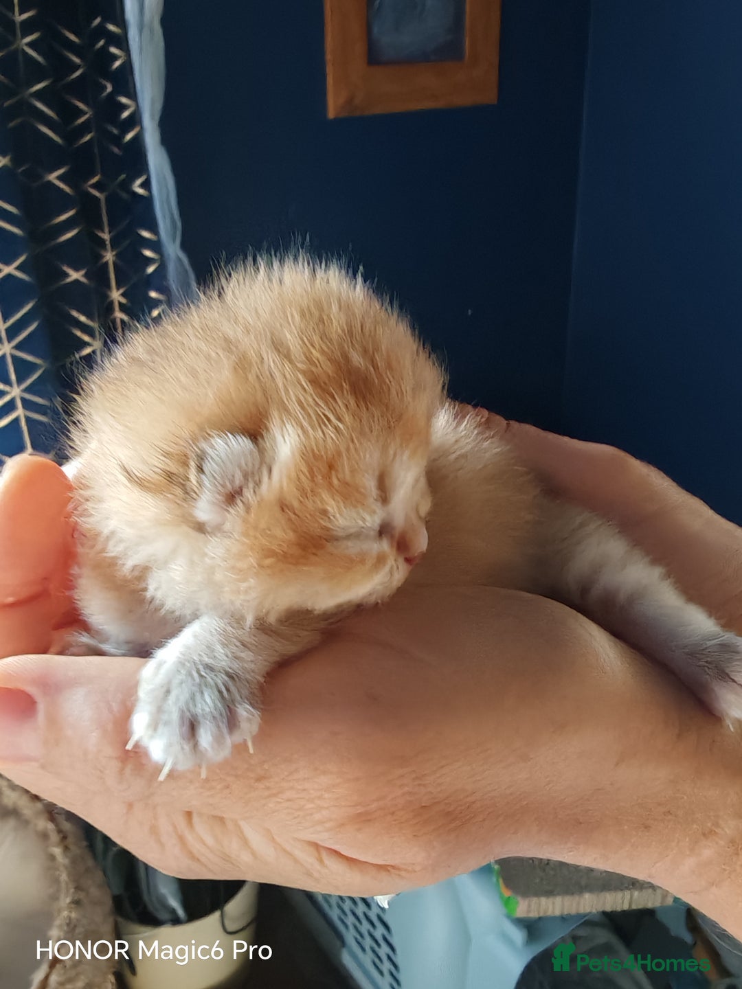 British Shorthair cats for sale: Stunning cute BSH golden black kitten female - Image 11