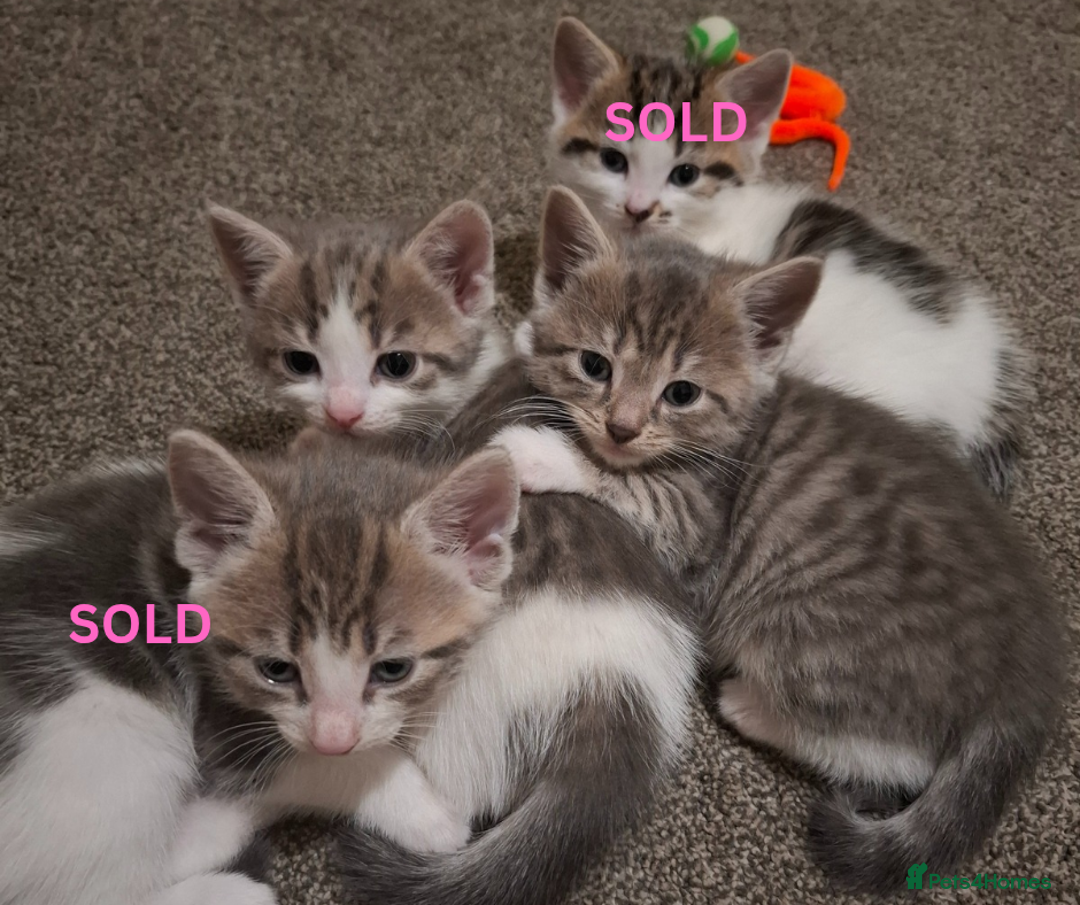 Mixed Breed cats for sale: 2 Girl Kittens - Advert 6