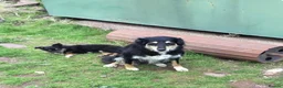 Border Collie dogs for sale: TWO ADORABLE BORDER COLLIE PUPPIES  - Advert 2
