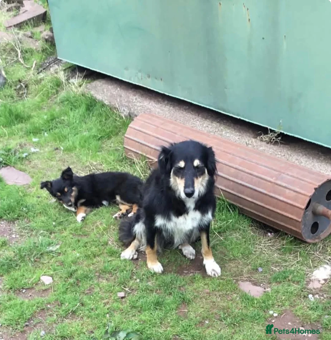 Border Collie dogs for sale: TWO ADORABLE BORDER COLLIE PUPPIES  - Advert 2