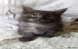 Maine Coon cats for sale: 3/4 maine coon kittens for sale - Image 2