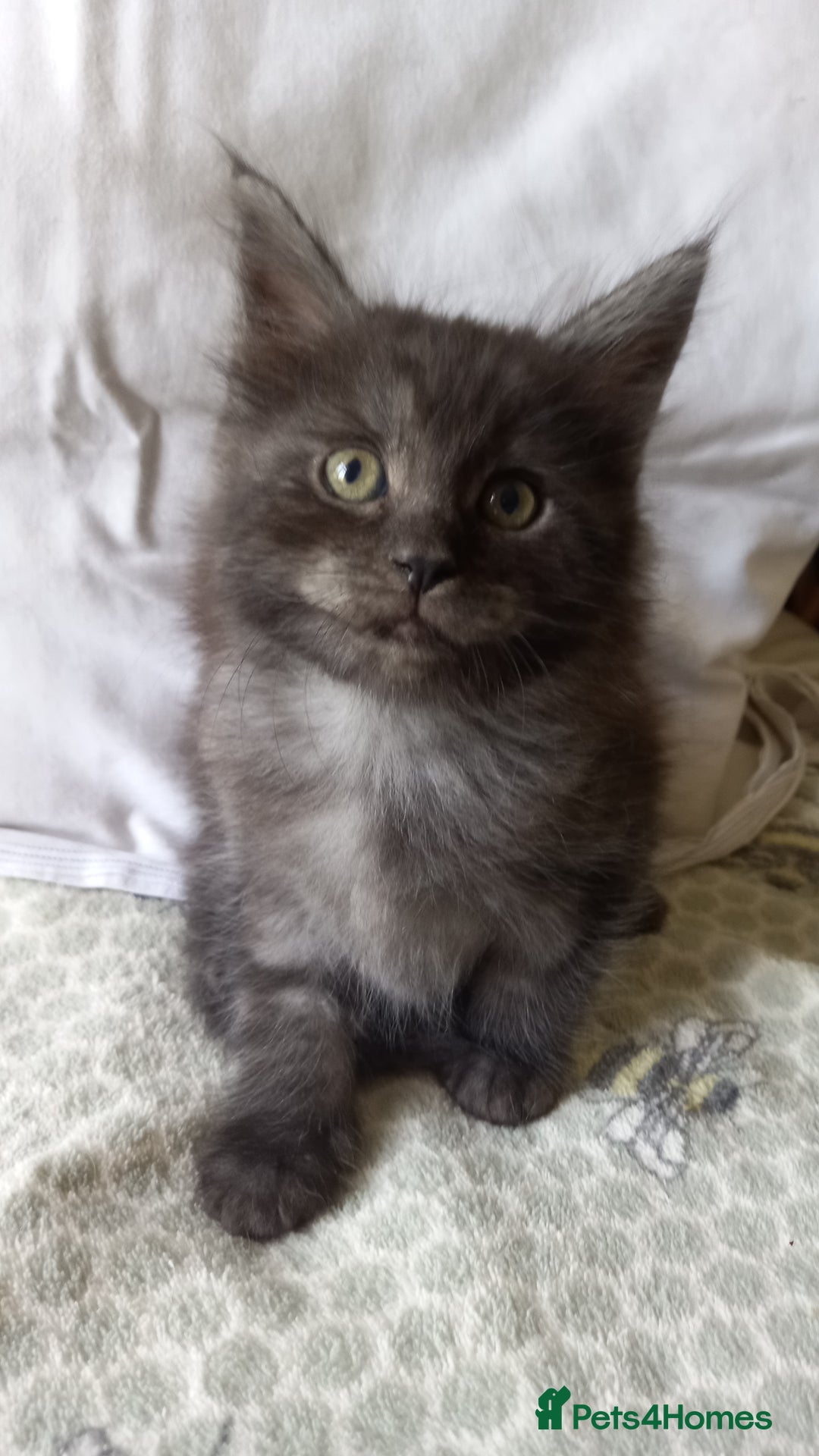 Maine Coon cats for sale: 3/4 maine coon kittens for sale - Image 2