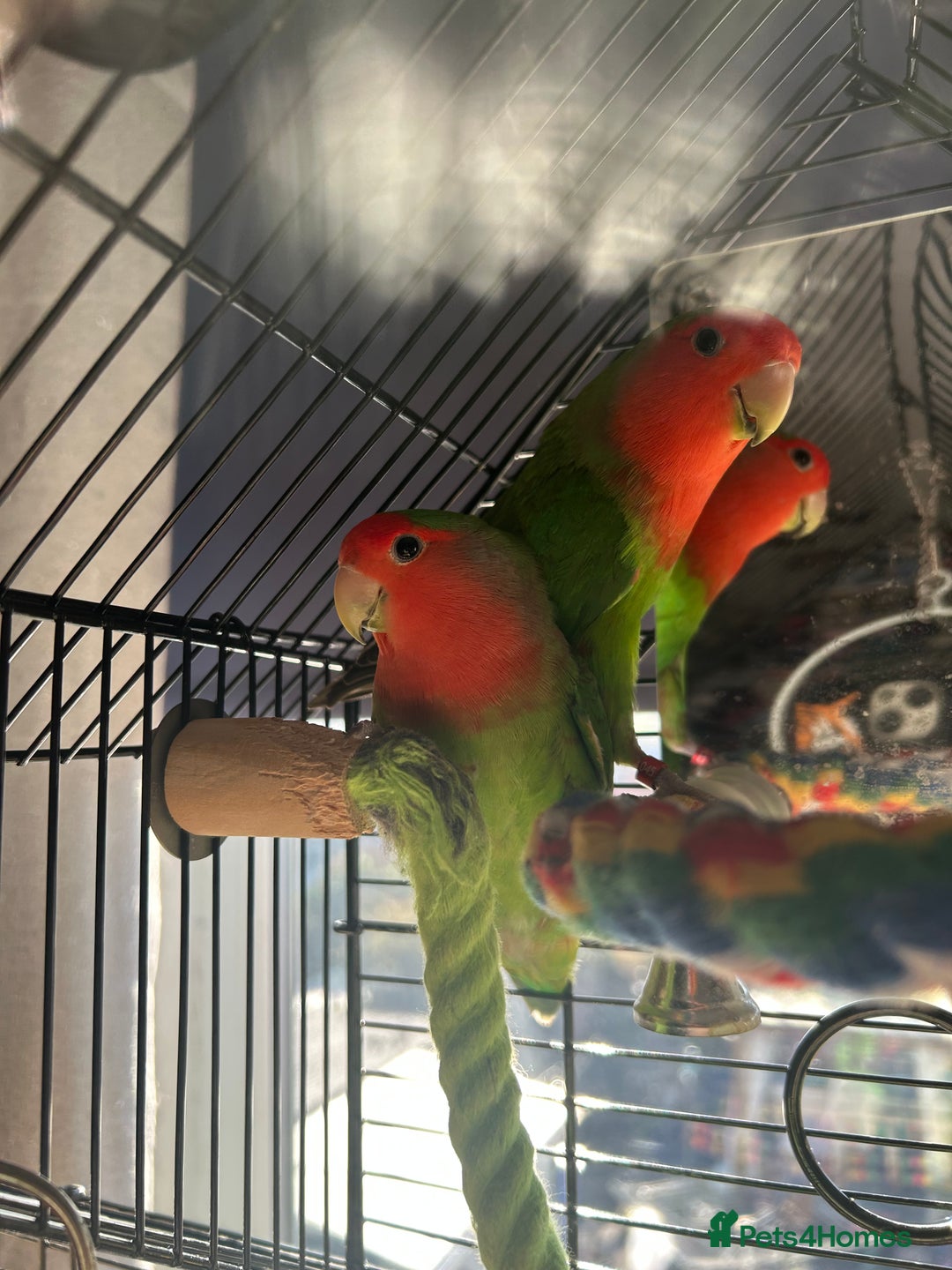 Lovebirds birds for sale: Love birds x2 plus’s cage and accessories - Image 8