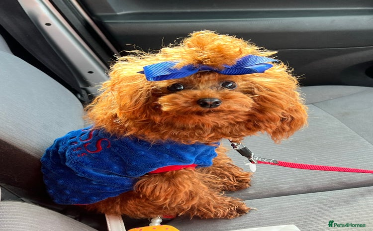 Poodle dogs China import Asian poodle in Doncaster - Advert 4