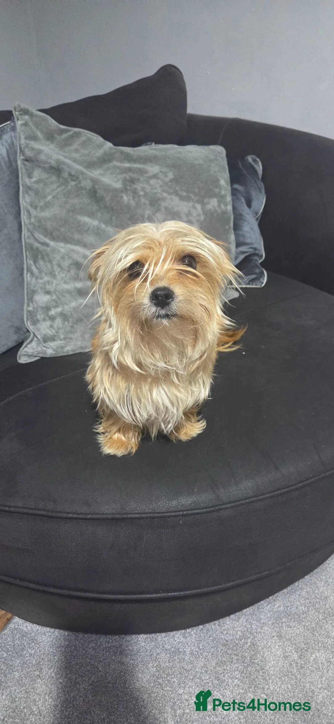 Mixed Breed dogs for sale: 4 puppies - Advert 1