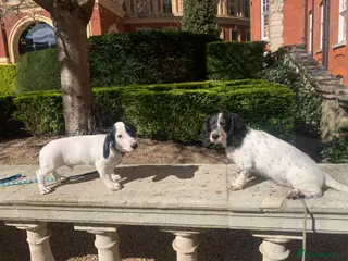 Dachshund dogs Lovely miniature white dachshunds in Kensington - Advert 15