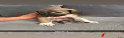 Saluki dogs for sale: Saluki - Advert 3