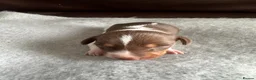 Dachshund dogs for sale: 5 Dachshund Puppies  - Advert 14
