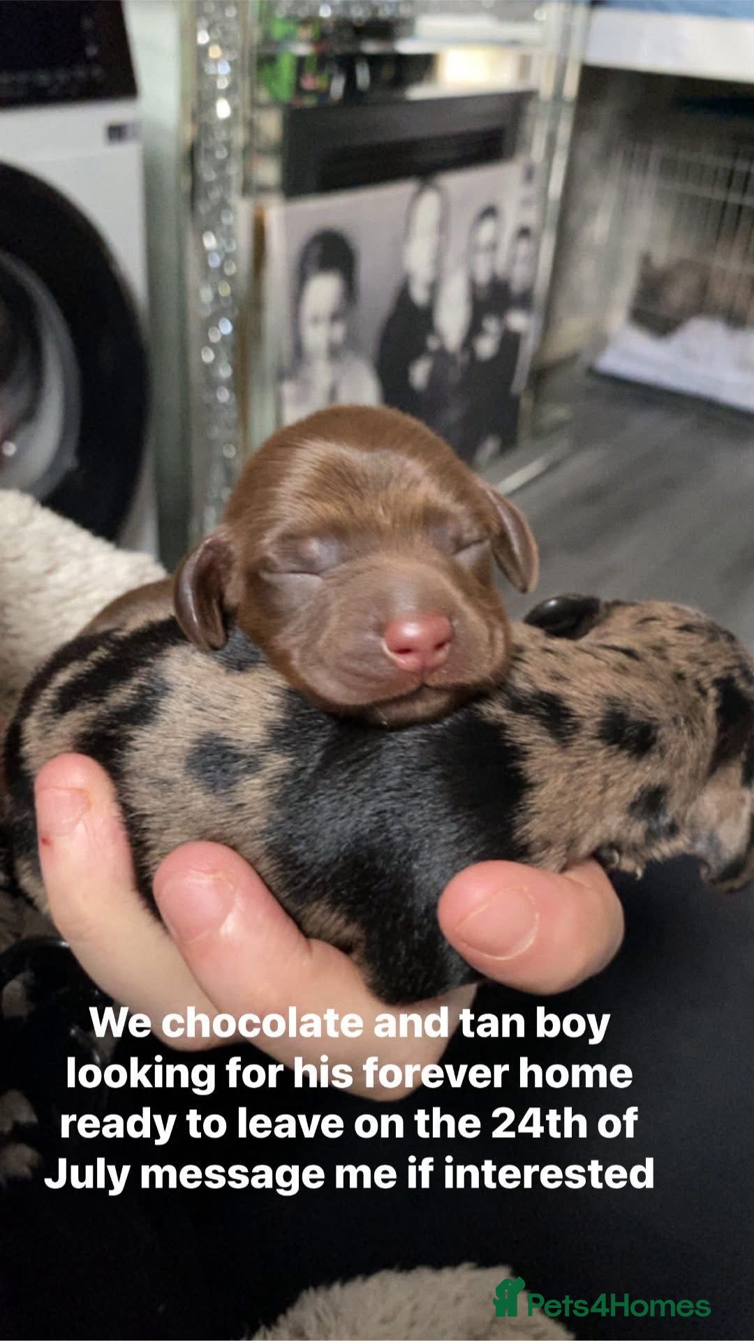 Miniature Dachshund dogs 2 beautiful miniature dachshunds needing homes  - Advert 1