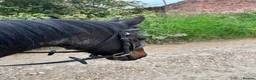 Riding pony horses for sale: 🐴 Jack – Looking for His Next Best Friend 🐴 - Advert 7