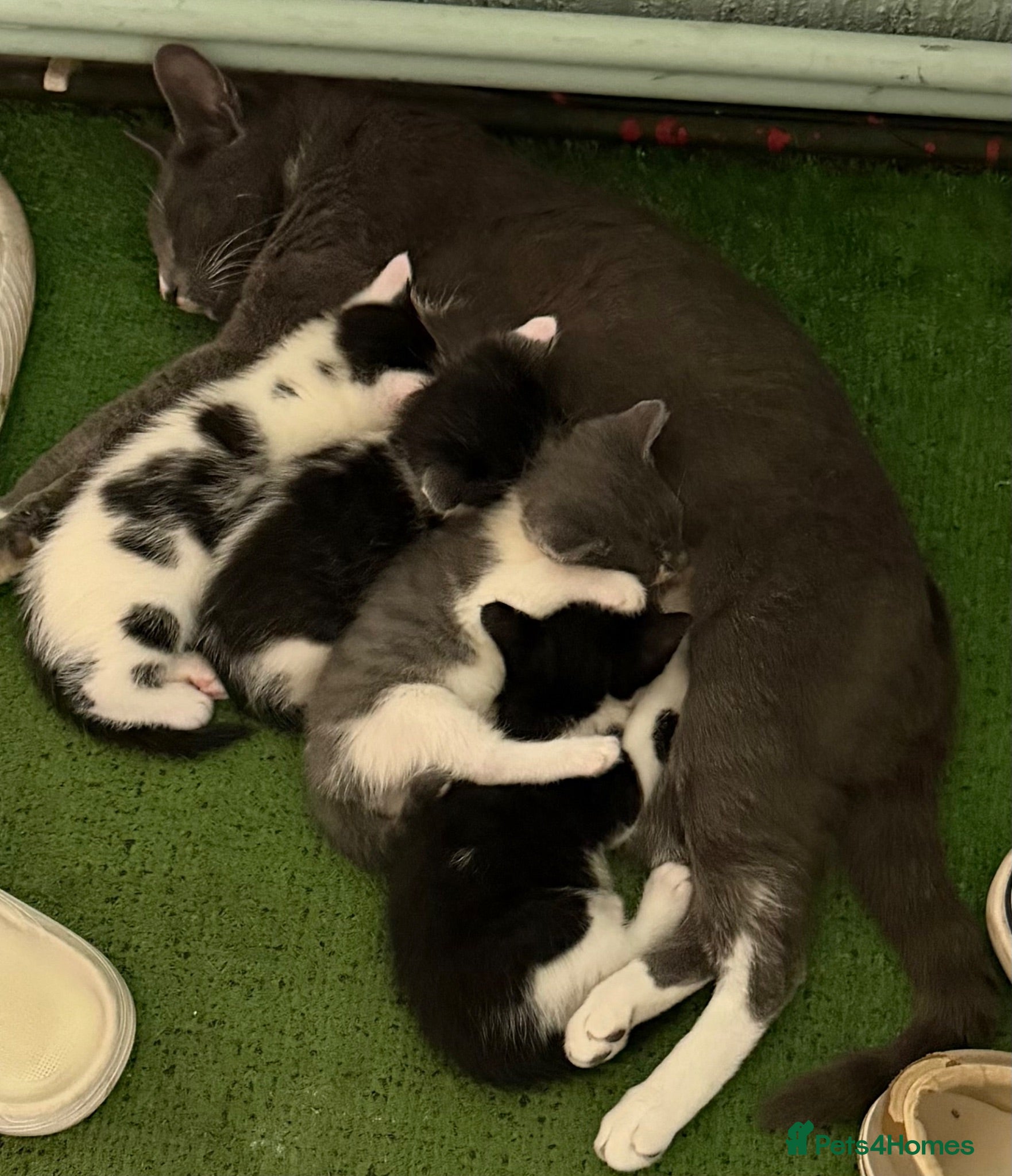 Mixed Breed cats Kittens  - Advert 3