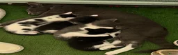 Mixed Breed cats for sale: Kittens  in Wallasey - Advert 1