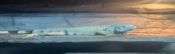 Iguana reptiles for sale: Male Axanthic Iguana  - Advert 5