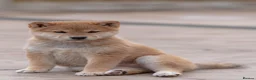 Japanese Shiba Inu dogs for sale: Beautiful Shiba Inu puppies  - Advert 7