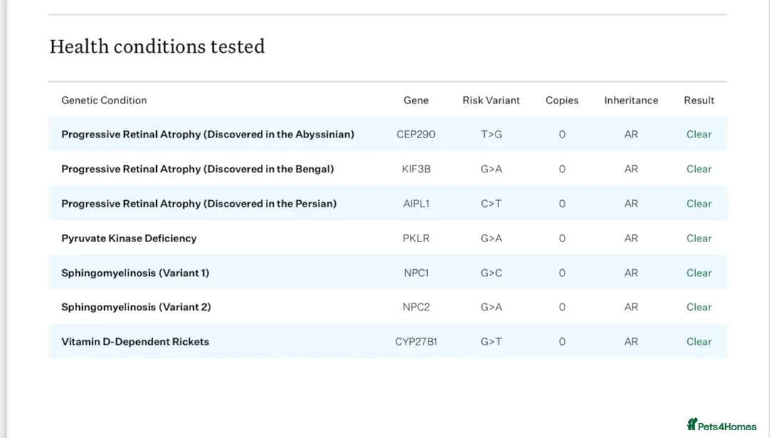 Siberian cats for stud: Traditional Siberian for stud 🐾 - Advert 13