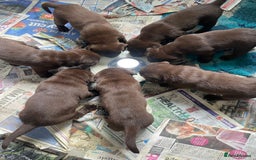 Labrador Retriever dogs for sale: Stunning litter of brown labradors  - Image 3