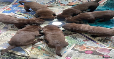 Labrador Retriever dogs - Advert 7