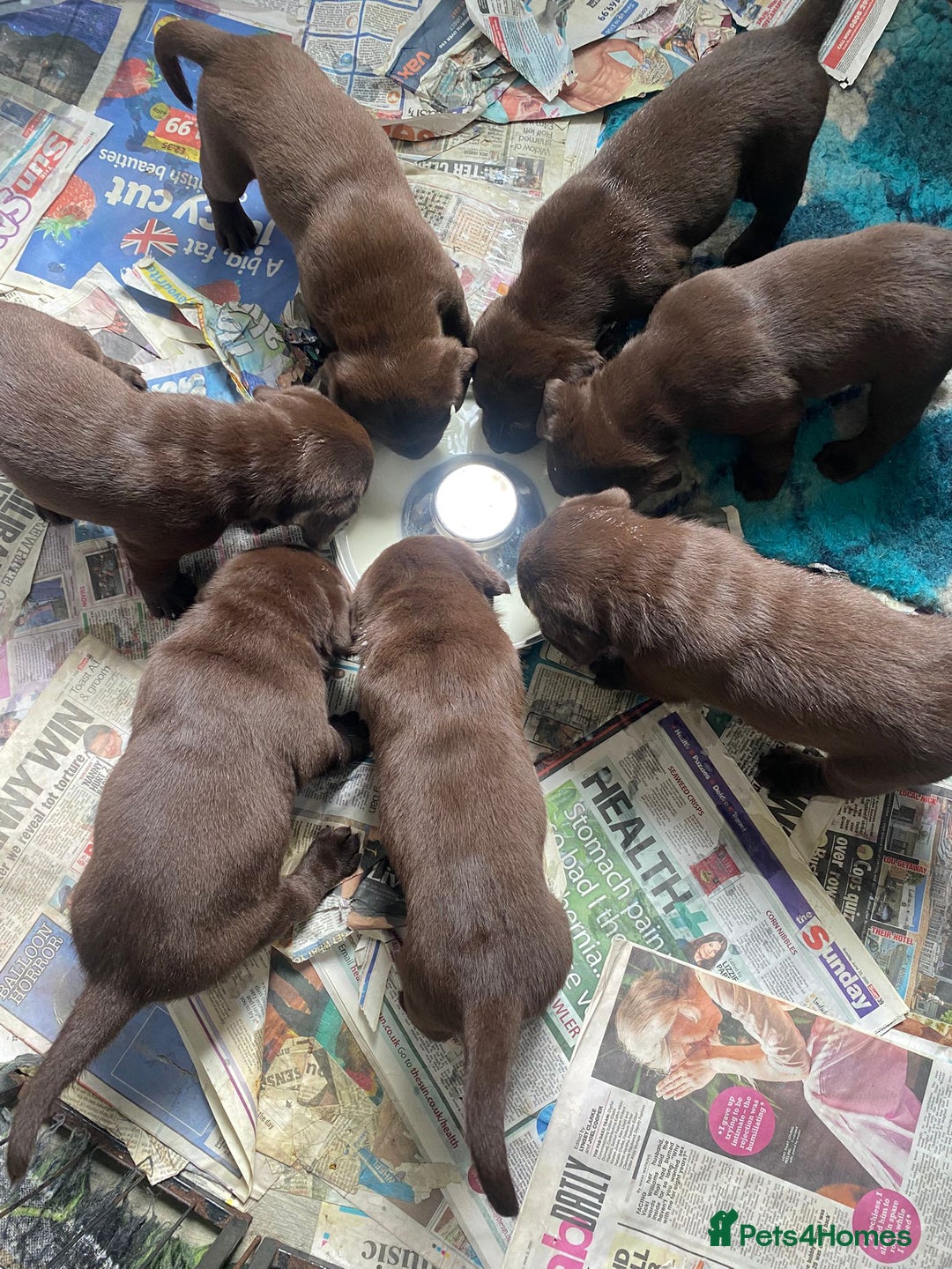 Labrador Retriever dogs for sale: Stunning litter of brown labradors  - Image 3
